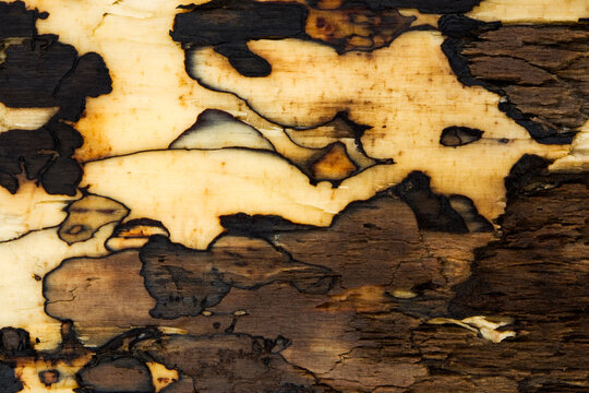 The shapes and textures of a piece of driftwood resemble that of an ancient oriental painting.