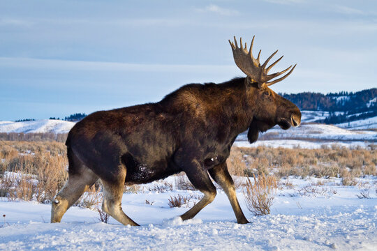 A bull moose walks in a snow-covered Antelope Flats in Grand Teton National Park, Wyoming.