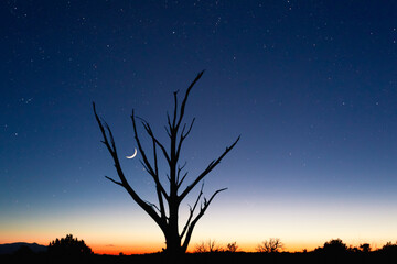 A barren tree silhouette against sunset, stars and crescent moon in Canyonlands National Park in Southern Utah.