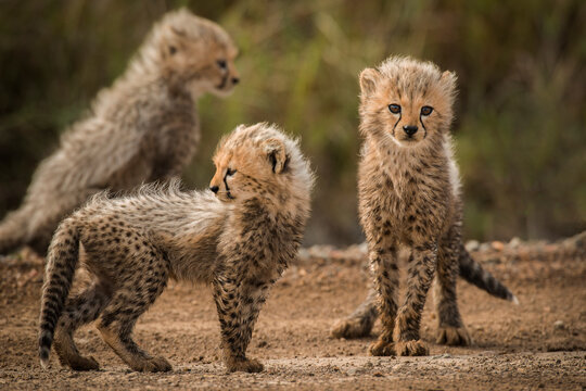 Three cheetah cubs at play in the Masai Mara National Park, Kenya.