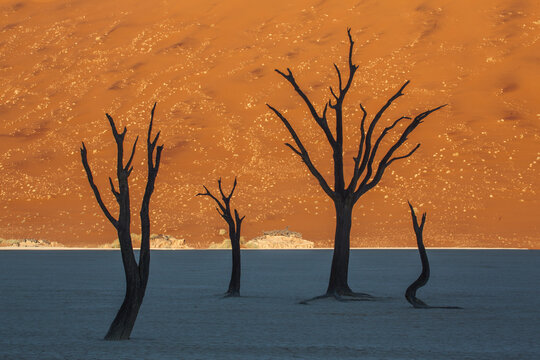 Dead trees and sand dunes at sunset Dead Vlei, Namibia.