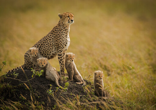 A cheetah mother and her 4 cubs survey the grasslands of the Masai Mara, Kenya.