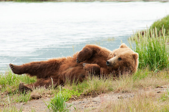 Alaska Brown Bear scratching