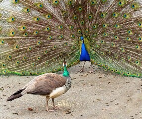 Peacock and peahen during courting ritual in the springtime
