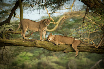 Two female Lions taking a midday snooze in the forests surrounding Lake Nakuru, Kenya.