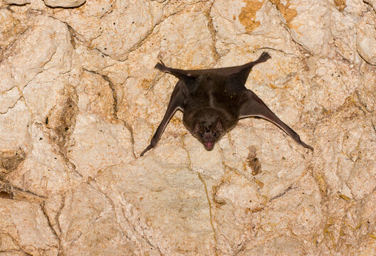 A Common Vampire Bat (Desmodus rotundus) in a cave at Cabo Blanco Absolute Reserve, Costa Rica.