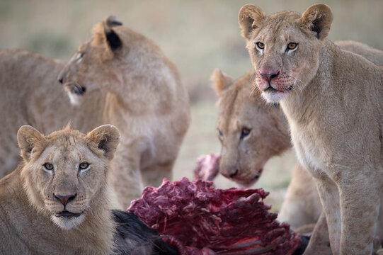 A pride of lions feeds on a recently killed wildebeest.