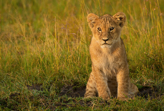 A lion cub sits on the plains of the Masai Mara, Kenya.