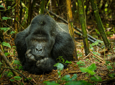 A silverback mountain gorilla relaxes on the forest floor and takes in his surroundings.