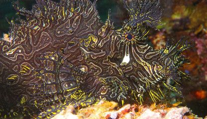 Profile of a black and yellow rhinopias scorpionfish taken in PNG.
