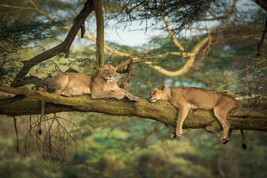 Two lions spend the afternoon resting in a tree in Lake Nakuru, Kenya.