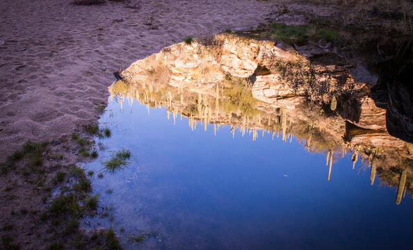Saguaro reflection
