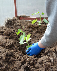 a woman in gloves plants cucumber seedlings in the ground in a greenhouse for a good harvest of vegetables