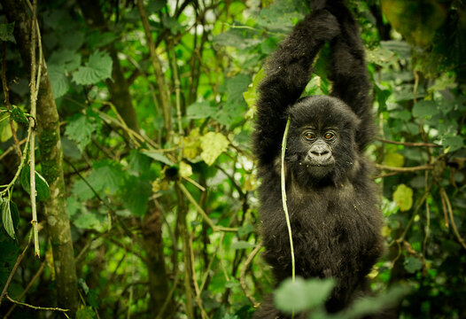 A young mountain gorilla swings from a vine in volcano national park, Rwanda.