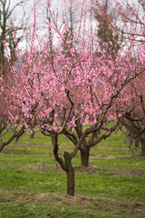 Obraz na płótnie Canvas Blooming peach trees in the garden. Selective focus.