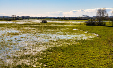 Early spring panoramic view of Narew river valley wooded wetlands and nature reserve in Zajki village near Wizna in Podlaskie voivodship in Poland - obrazy, fototapety, plakaty