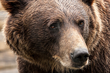 A brown bear sits patiently in thought at a wildlife refuge in Denali National Park, Alaska.