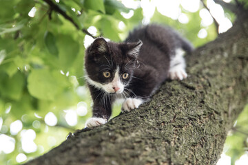 black and white cat on the tree