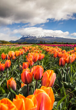 Planting Tulips in Patagonia Argentina