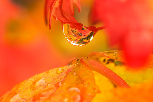 A colorful scene is found inside a dew drop of rain during the fall.