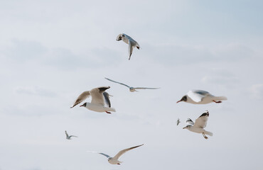 Beautiful large white seagulls fly, soar in the blue sky against the backdrop of clouds. Flight of a flock of birds.