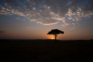 The sun rises behind an acacia tree in the Masai Mara, Kenya.