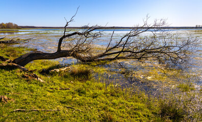 Early spring panoramic view of Narew river valley wetlands and nature reserve with rotten tree in Laskowiec village near Wizna in Podlaskie voivodship in Poland - obrazy, fototapety, plakaty