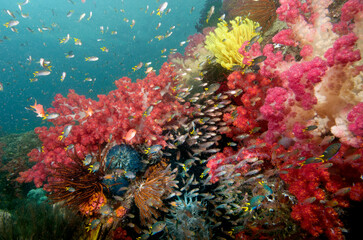 A busy Raja Ampat reef scene with colorful soft corals and sweepers.