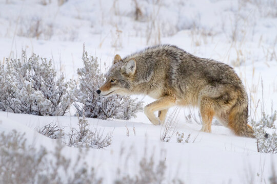 A coyote quietly sneaks through snow and sagebrush in Yellowstone National Park, Wyoming.