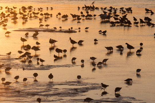 Shorebirds forage at dawn in Lake Ingram in Everglades National Park, Florida.