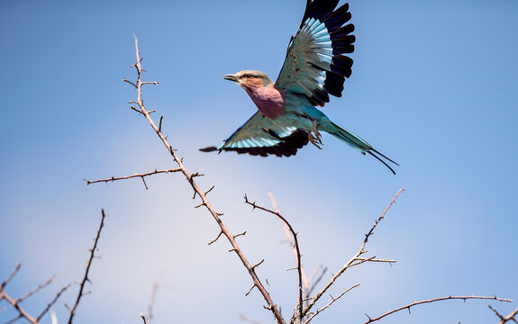 A lilac breasted roller in flight in Ongave Reserve, Namibia