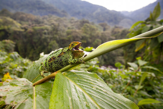 A female Johnston's Chameleon (Chamaeleo johnstoni), found at Rwenzori National Park, Uganda