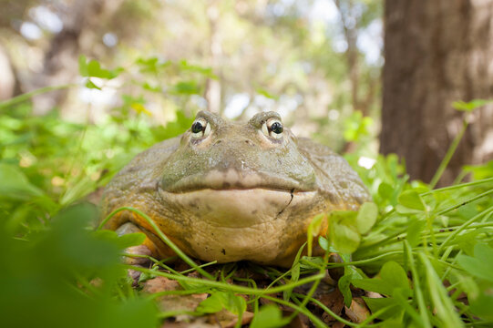 Captive African bullfrog, Pyxicephalus adspersus. Range: eastern and southern Africa.