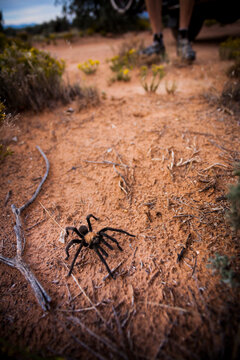 A tarantula crawls across the North Rim Trail on Gooseberry Mesa just west of Zion National Park, Utah