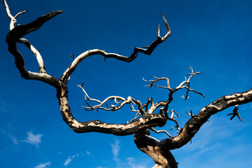 Lenga (Nothofagus) trees killed by bushfire, Torres del Paine National Park, Patagonia, Chile.