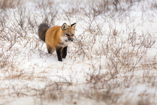 A red fox listens through the snow for a potential meal in Churchill, Manitoba, Canada.