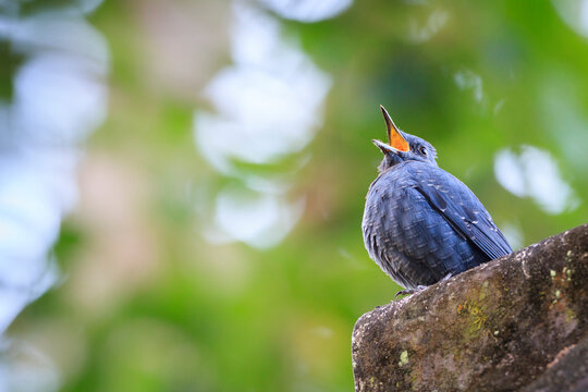 Blue Rock-thrush (Monticola solitarius) perched on shelter roof. Doi Pha Hom Pok National Park formerly known as Mae Fang National Park.