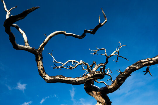 Lenga (Nothofagus) trees killed by bushfire, Torres del Paine National Park, Patagonia, Chile.
