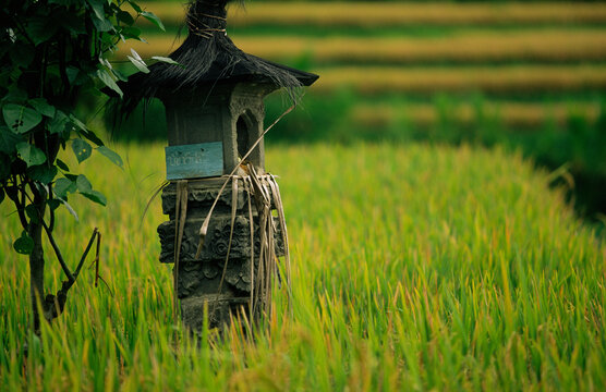 Rice paddies on the slopes of Mount Batur, Bali
