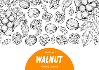 Walnut nuts hand drawn sketch. Nuts vector illustration. Organic healthy food. Great for packaging design. Engraved style. Black and white color.