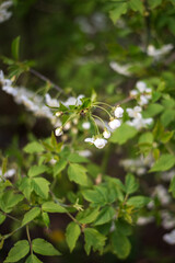 Spring white flowers cherry nature street