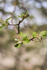 Spring white flowers apple nature street
