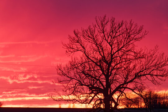 Sunset with a large maple tree and electric circuit