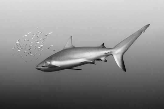 Silkie Shark at Jardines de la Reina Cuba, with fishes swimming for protection.