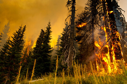 High winds and large pockets of standing dead timber carries a fire in Washington State