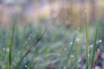 Natural  spring  background. Grass in the morning dew. Place for text.