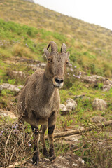 Nilgiri Tahr endemic to southern part of western ghats is an endangered mountain ungulate