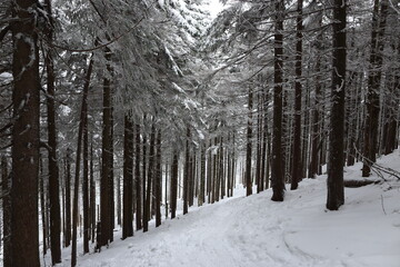 Beautiful winter landscape with snow covered trees in Czech Republic