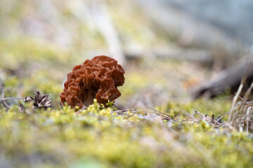 Gyromitra esculenta, false morels  growing in the forest. Space for text.