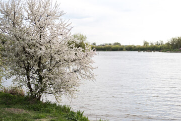 Obraz premium Spring white flowers cherry nature street landscape lake